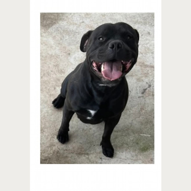 Photo of Diesel & Diva 