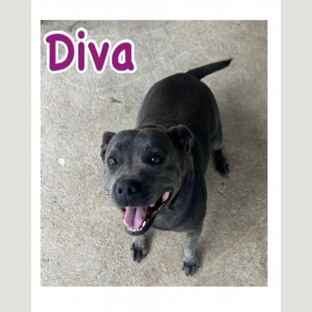 Photo of Diesel & Diva 