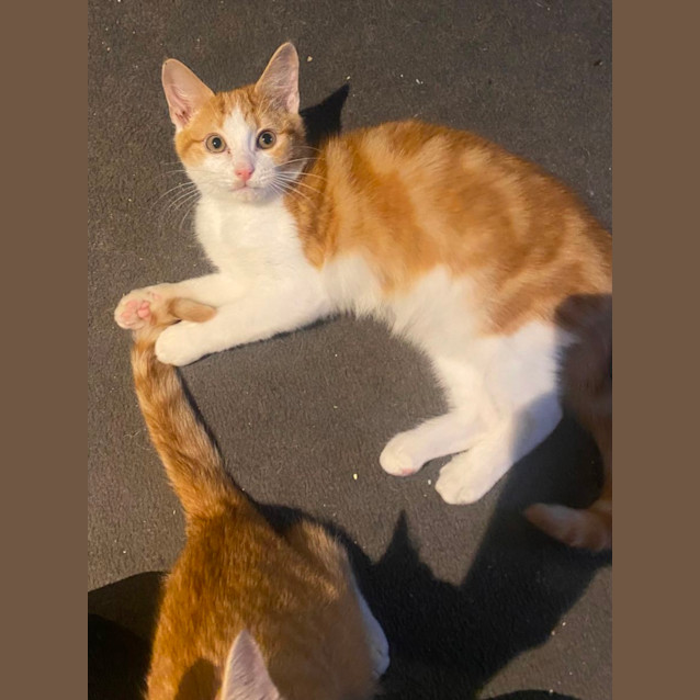 Photo of Mac Tavish **2nd Chance Cat Rescue**