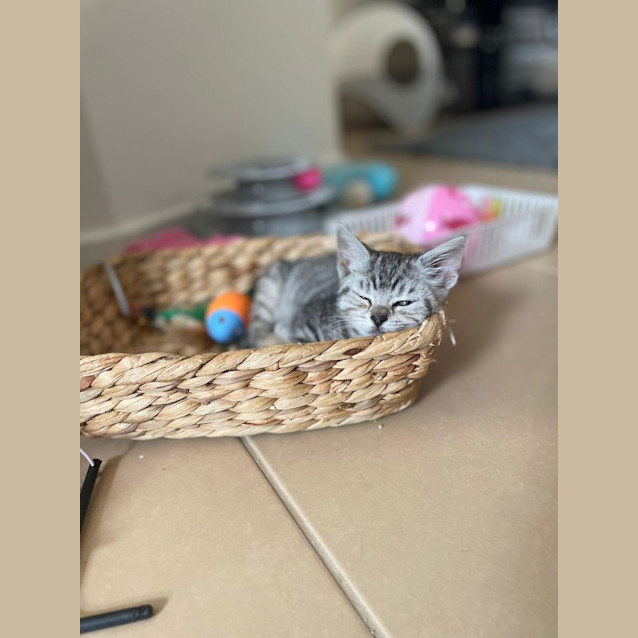 Photo of Stormy