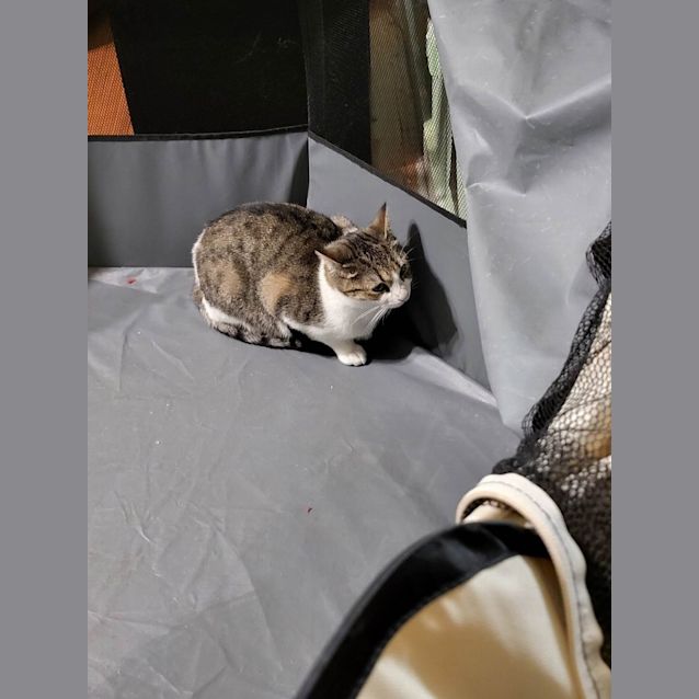 Photo of Pixie
