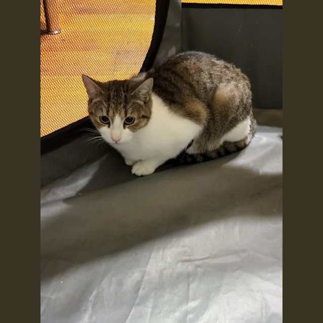 Photo of Pixie
