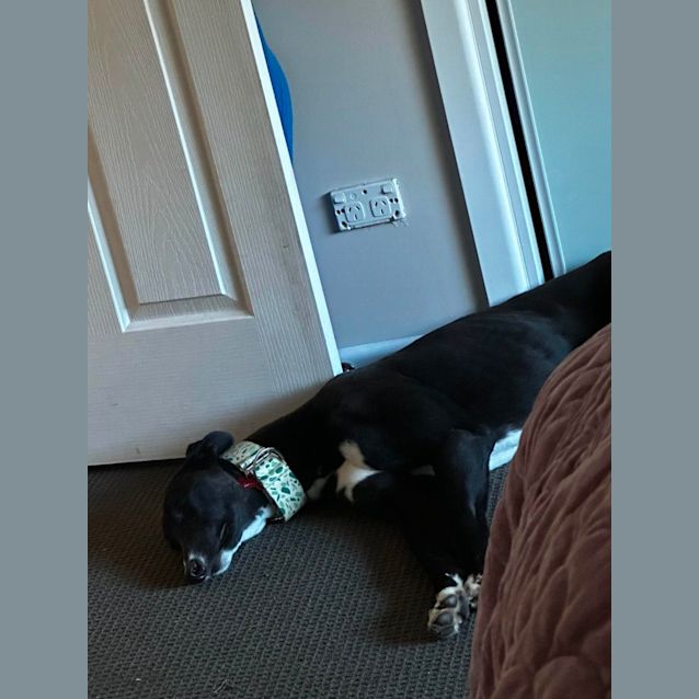 Photo of Silvester