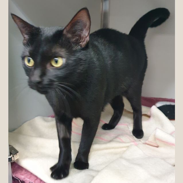 Photo of Dusty