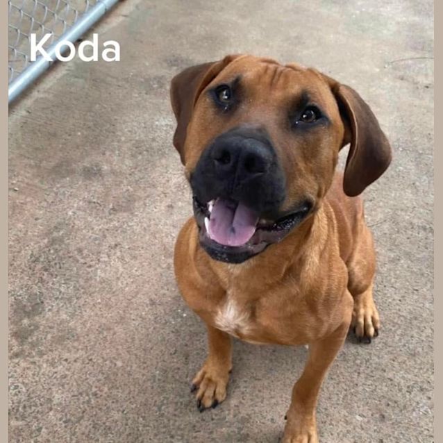 Photo of Koda