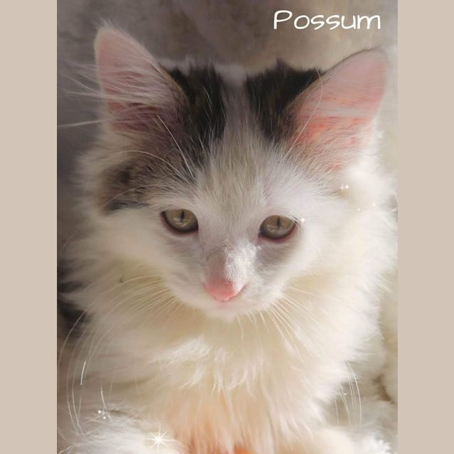 Photo of Possum