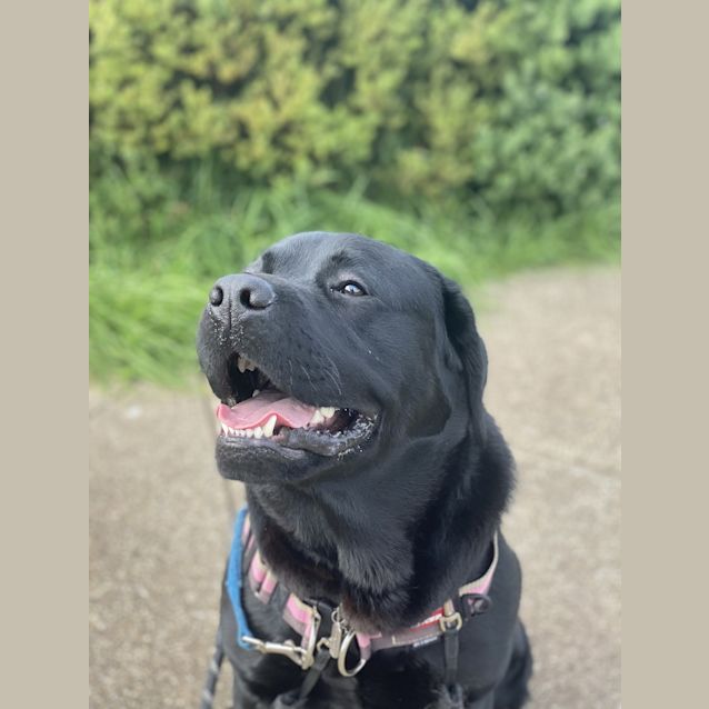 Photo of Apollo
