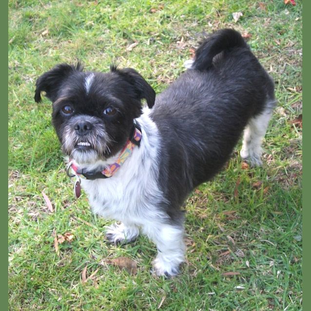 Photo of Trixie