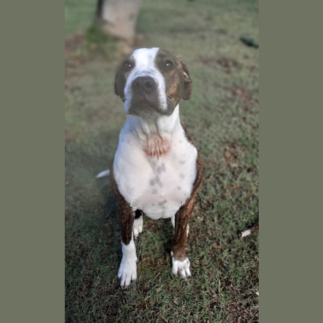 Photo of Chip