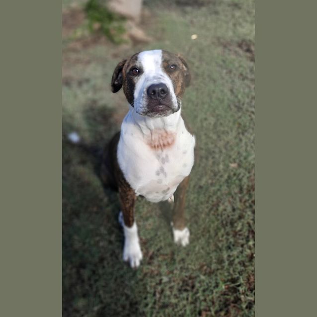 Photo of Chip