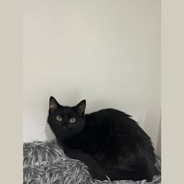 Photo of Little Miss Fickle