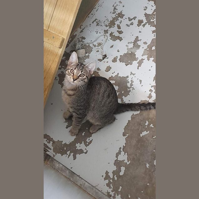 Photo of Subi   Petstock