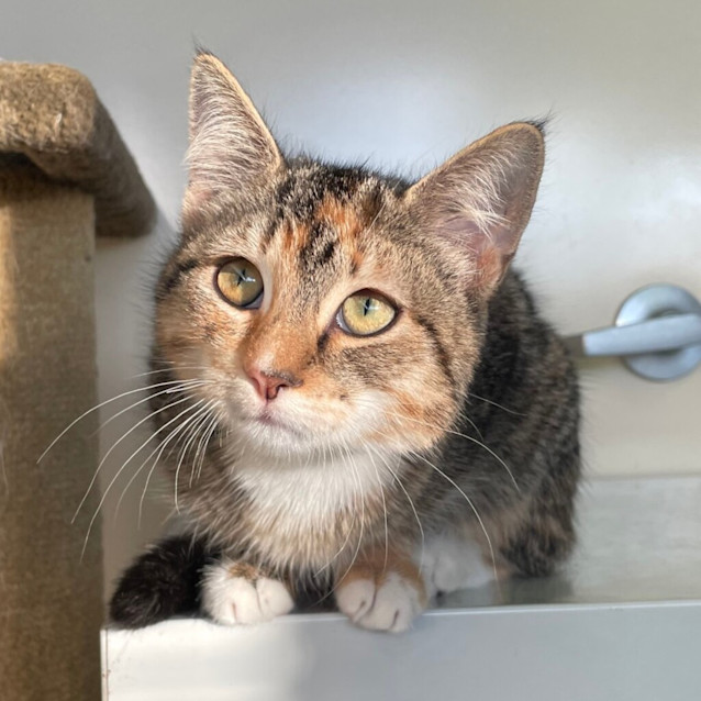 Photo of Oprah Whisker