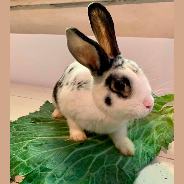 Photo of Hipster Lilly 