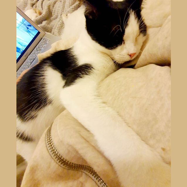 Photo of Harley