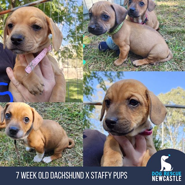 Photo of Garnet   8 Week Old Dachshund X Staffy (Trial)