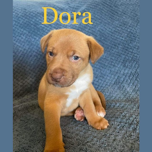 Photo of Dora