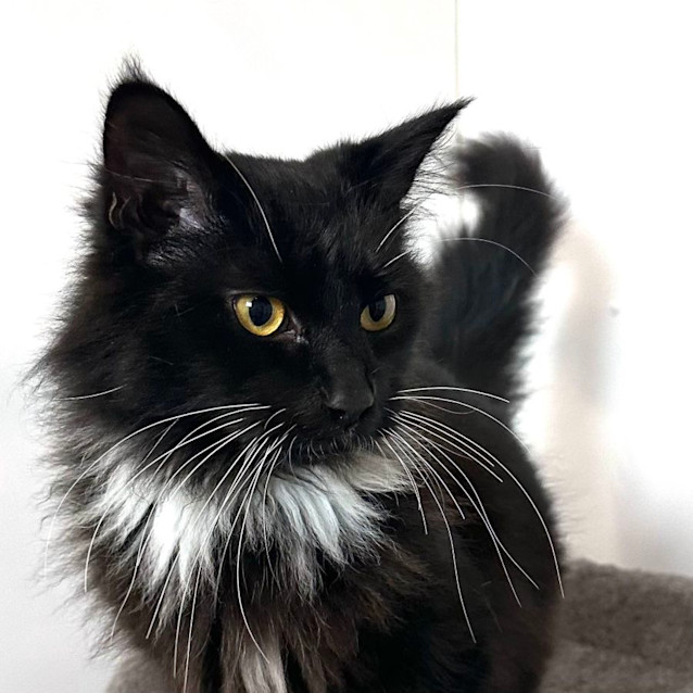Photo of Asha   Located In Preston 