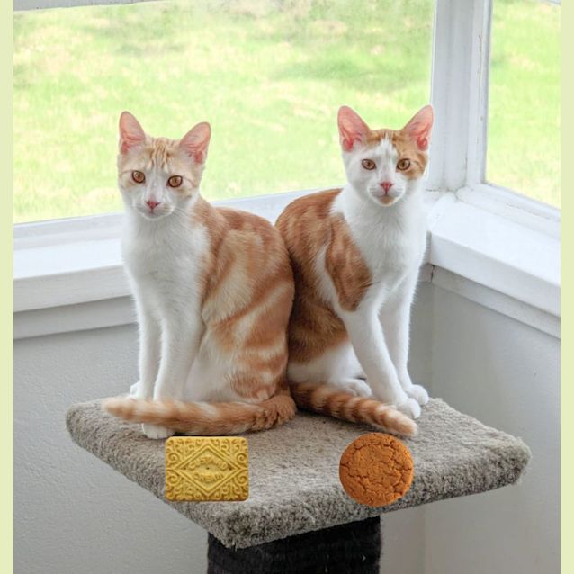 Photo of 🍪Gingernut & Custardcream🍪