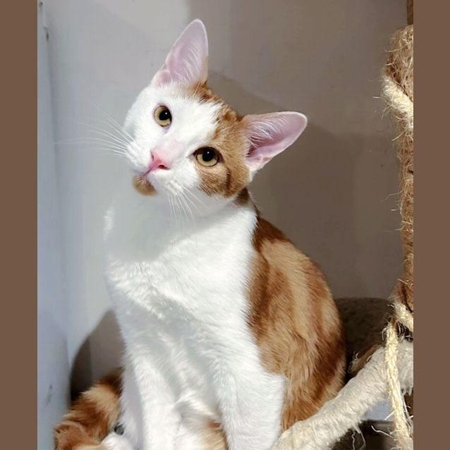 Photo of 🍪Gingernut & Custardcream🍪