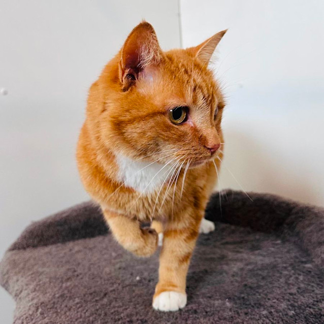 Photo of Bebs   Located In Brunswick East