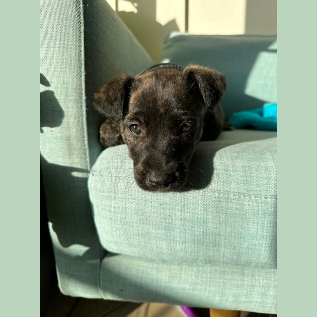 Photo of Ponyo   7 Week Old Wolfhound X(trial 13/6)