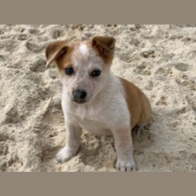 Photo of Yogi