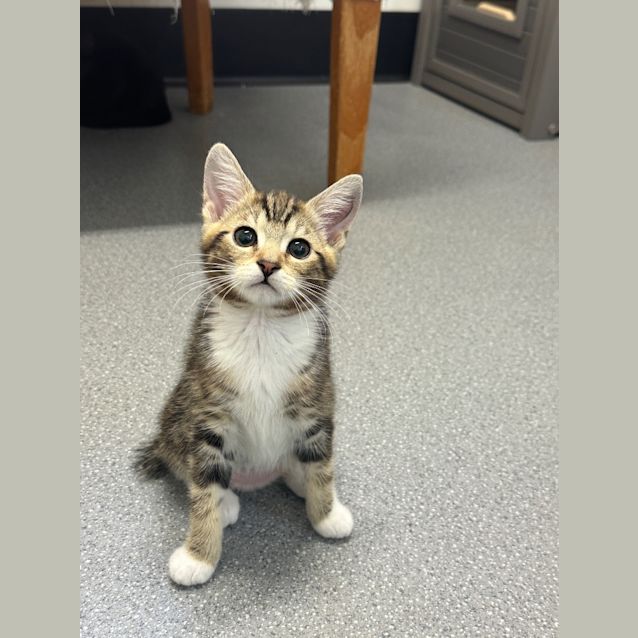 Photo of Willow
