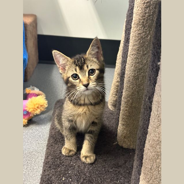 Photo of Pepper