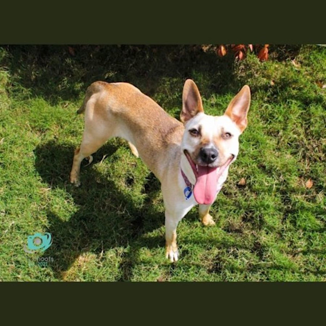 Photo of Sokie   1 Year Old Staffy X (Trial)