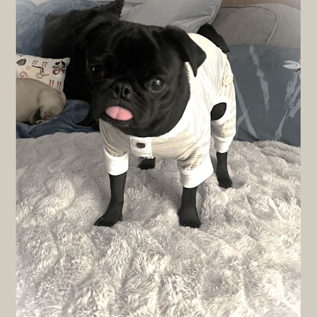 Photo of Pippa The Pug