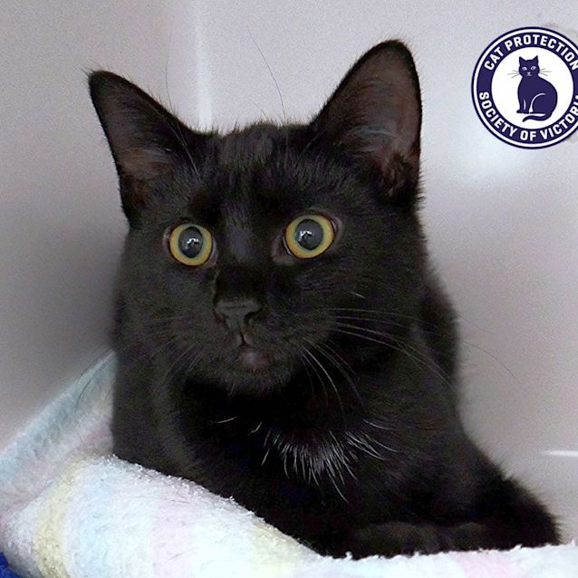 Photo of Calvin Stk011107