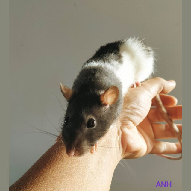 Photo of Mumma Rat 1