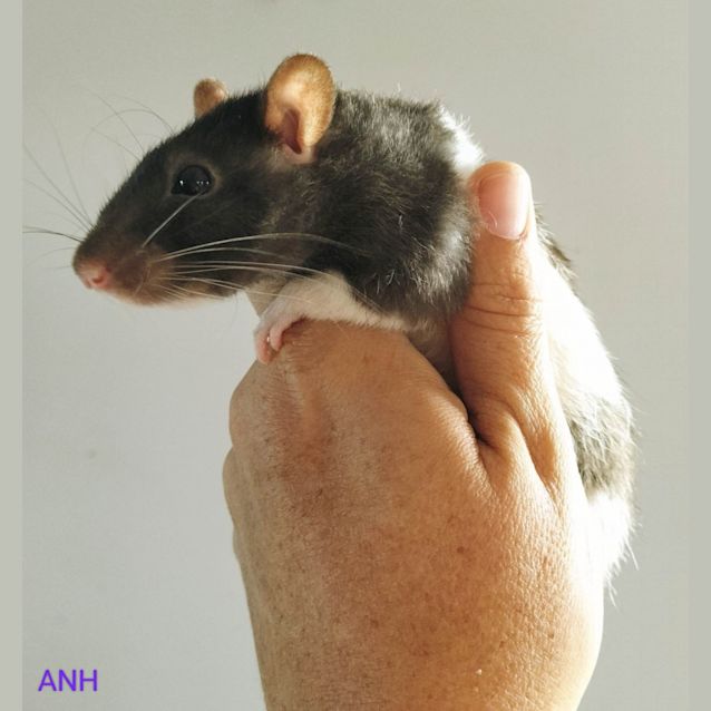 Photo of Mumma Rat 2