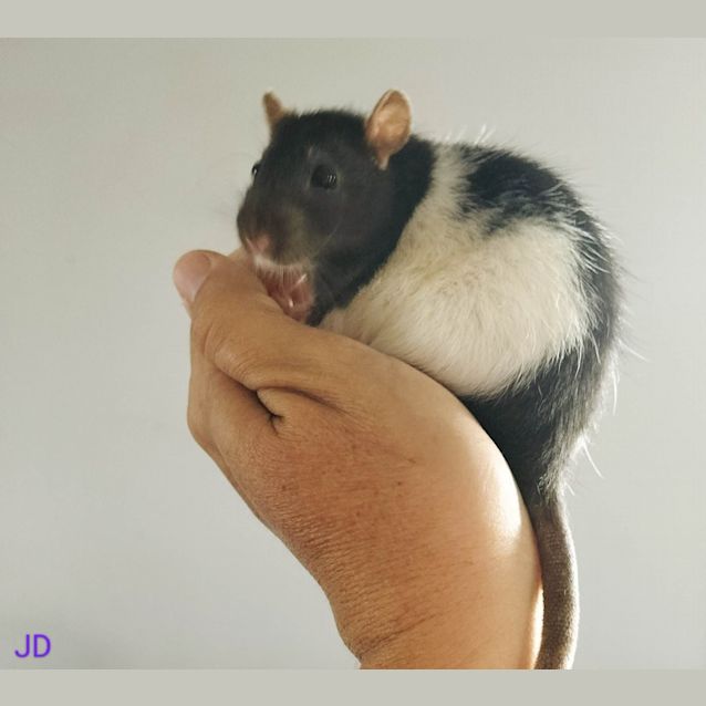 Photo of Baby Rat 3
