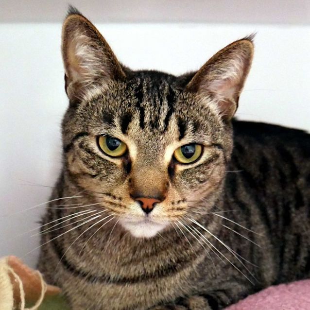 Photo of Rocky Rstk005734