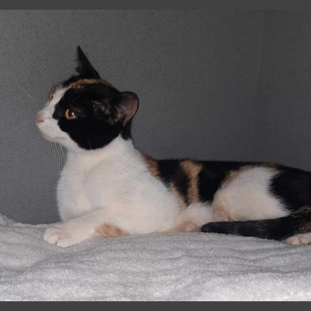 Photo of Callie