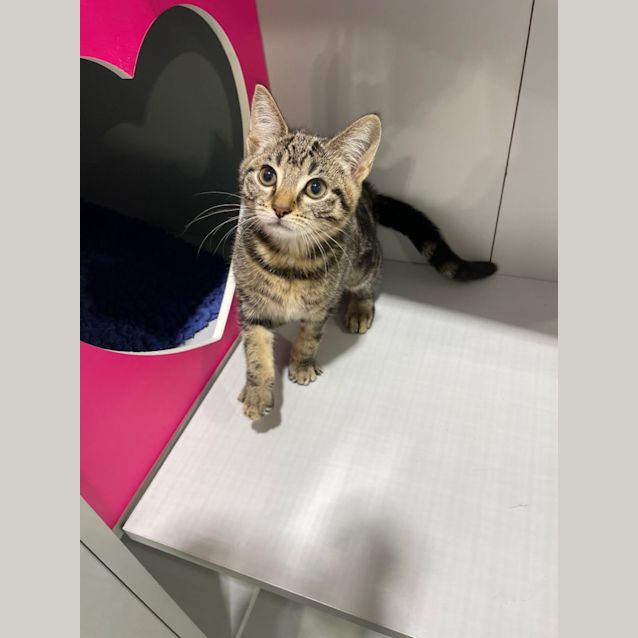 Photo of Tinky Winky