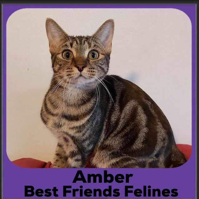 Photo of Amber 