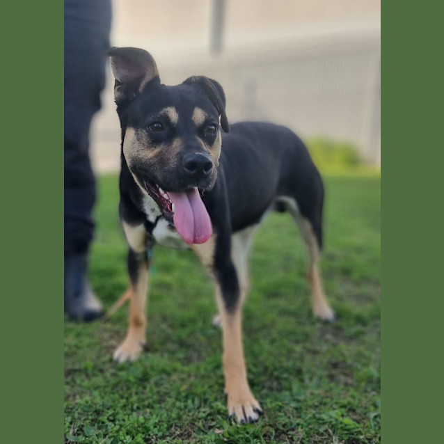 Photo of Bentley (60611)