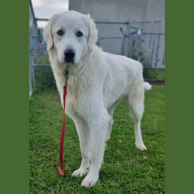 Photo of Stanley (60594)