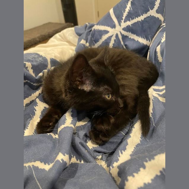 Photo of Tempest 🤎