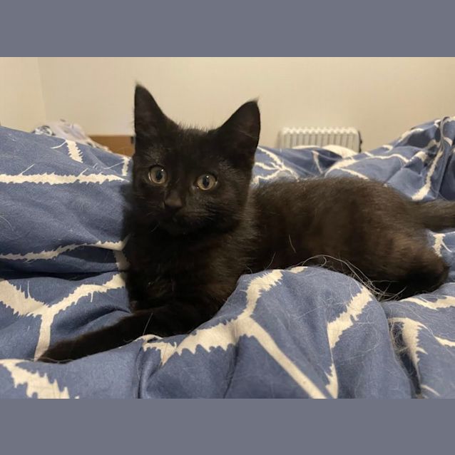 Photo of Tempest 🤎