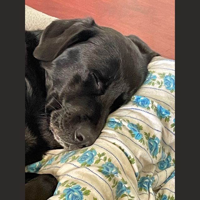Photo of Gus
