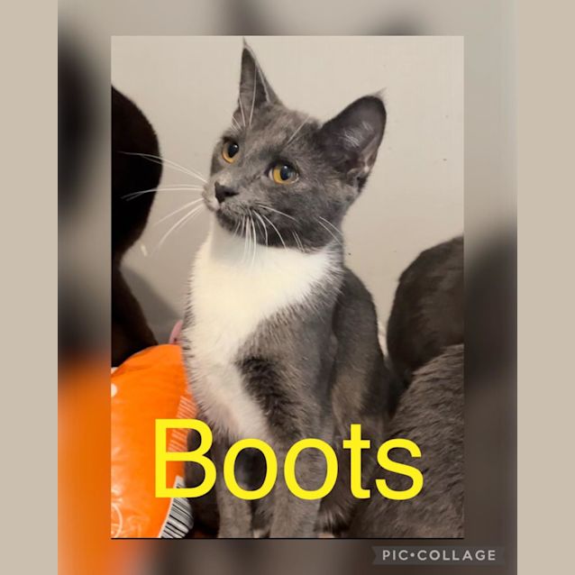 Photo of Boots