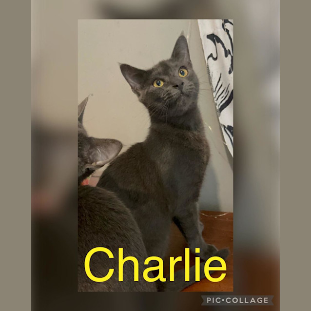 Photo of Charlie