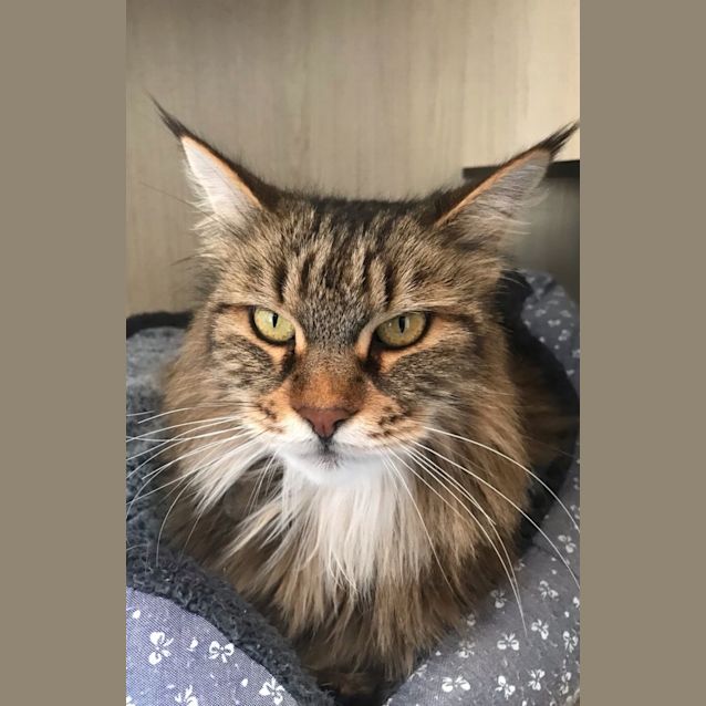 Photo of C1194 Madaharri 