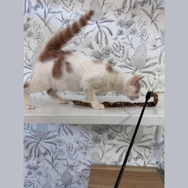 Photo of Conan   Located In Avondale Heights