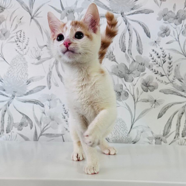 Photo of Conan   Located In Avondale Heights
