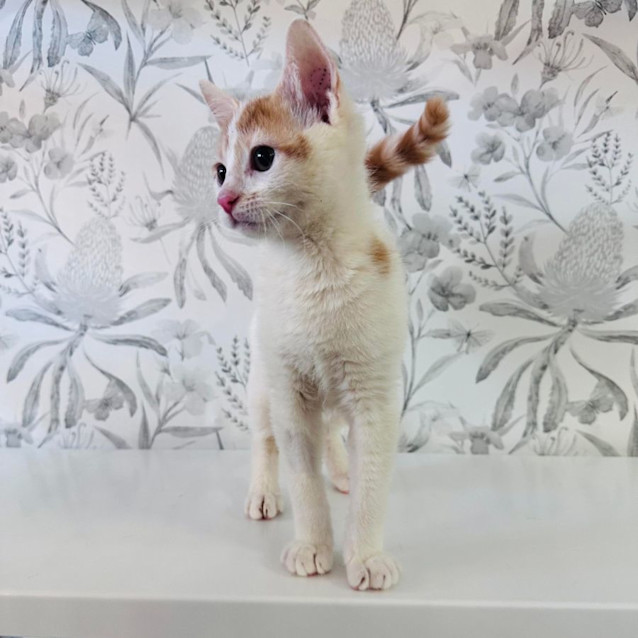 Photo of Conan   Located In Avondale Heights